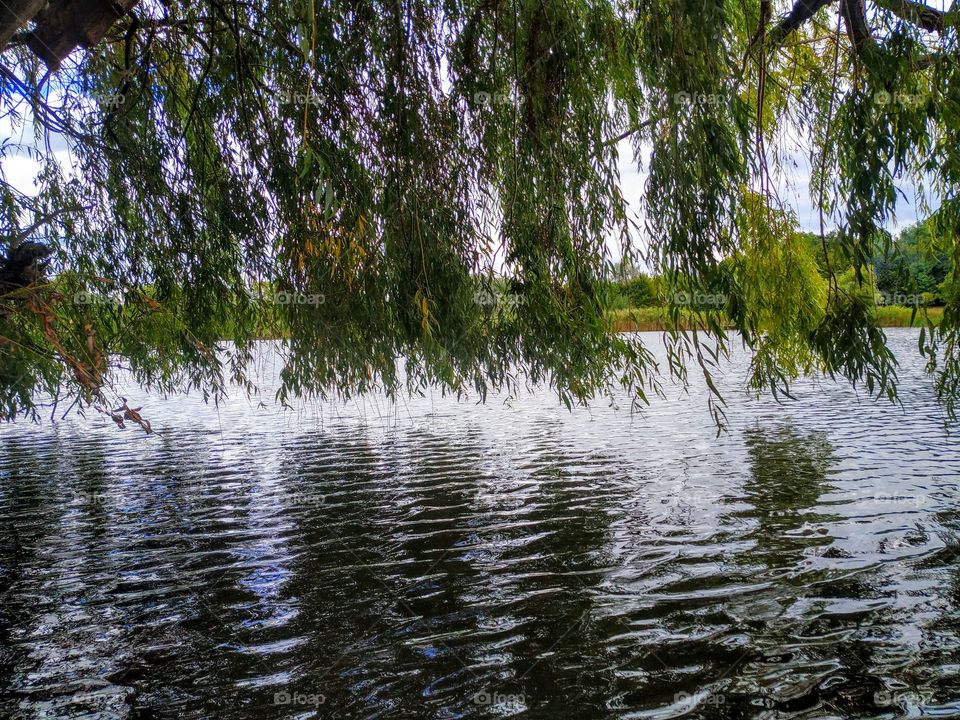 Quiet willow near the river