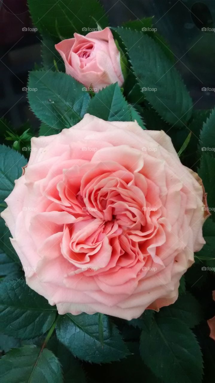 pink Spring blossom