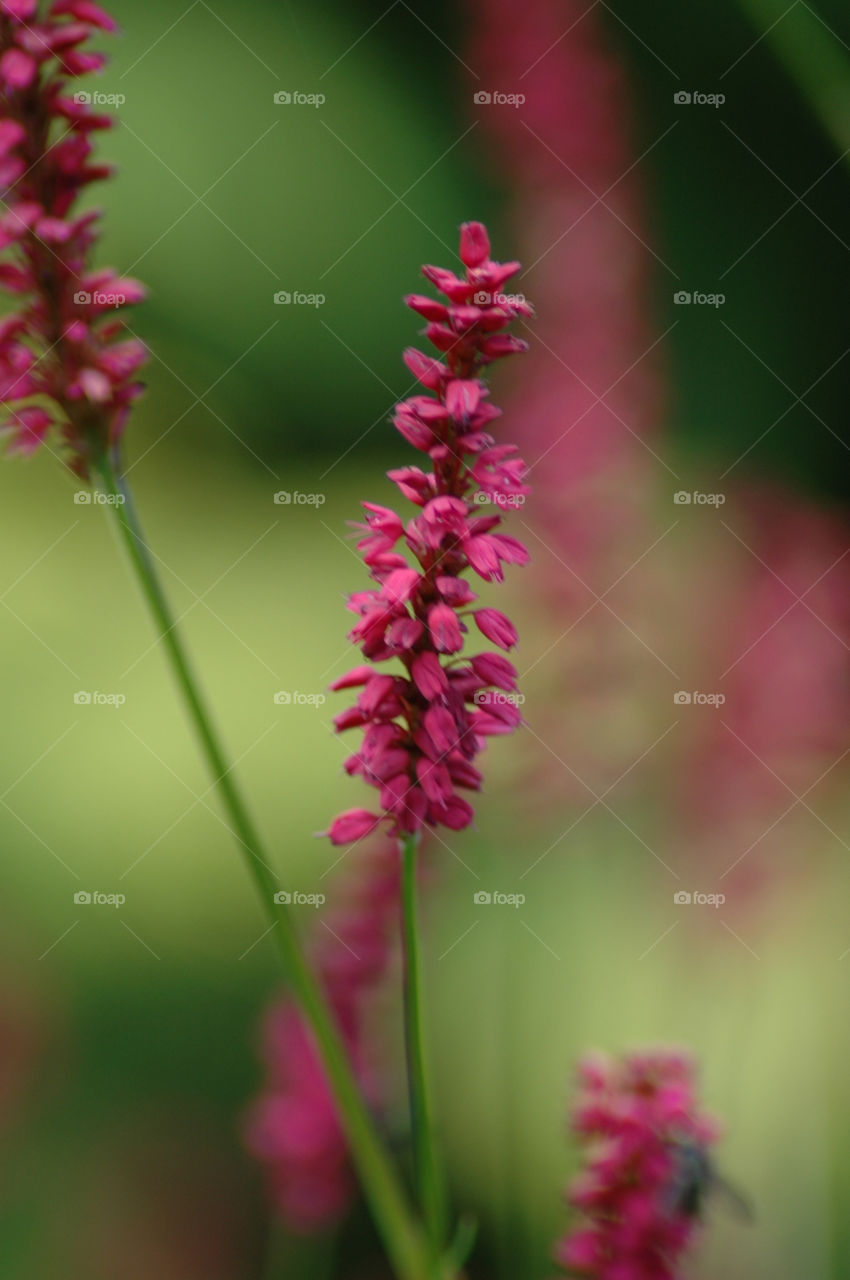 Flower blowing in the wind