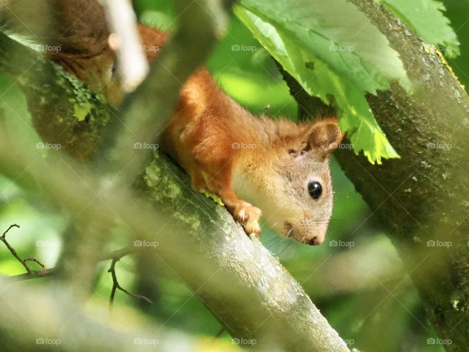 Young squirrel