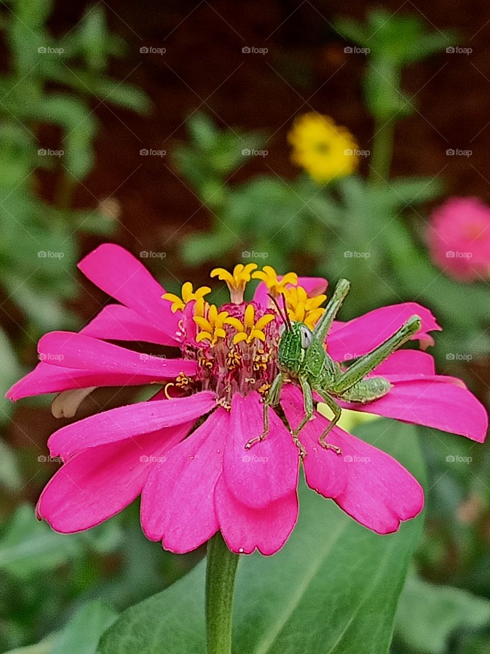 grashopper on the blume