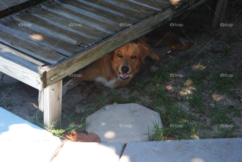 A smiling dog under a wooden chair at the back yard