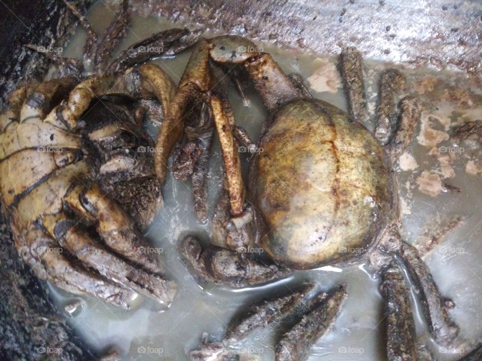 dead land crabs from the red tide in florida