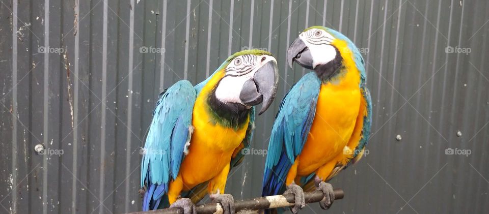 macaws