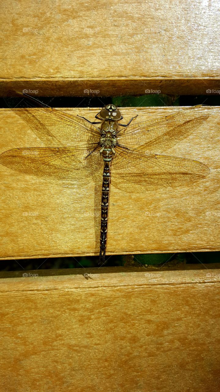 A brown dragonfly