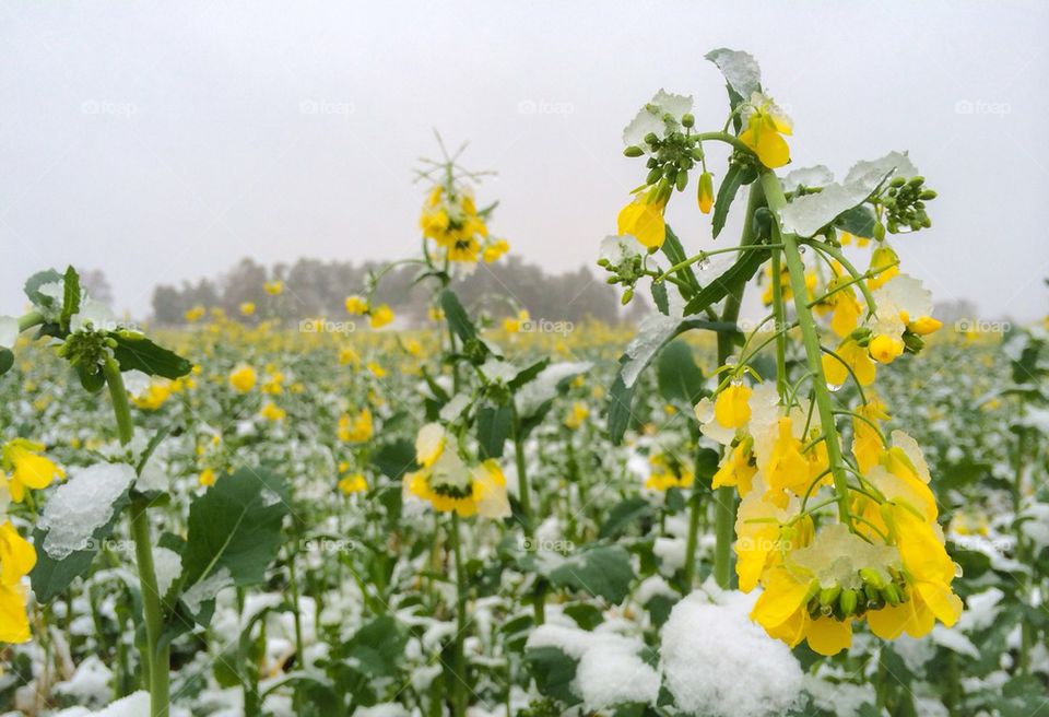 Rapeseed field covered with snow in winter