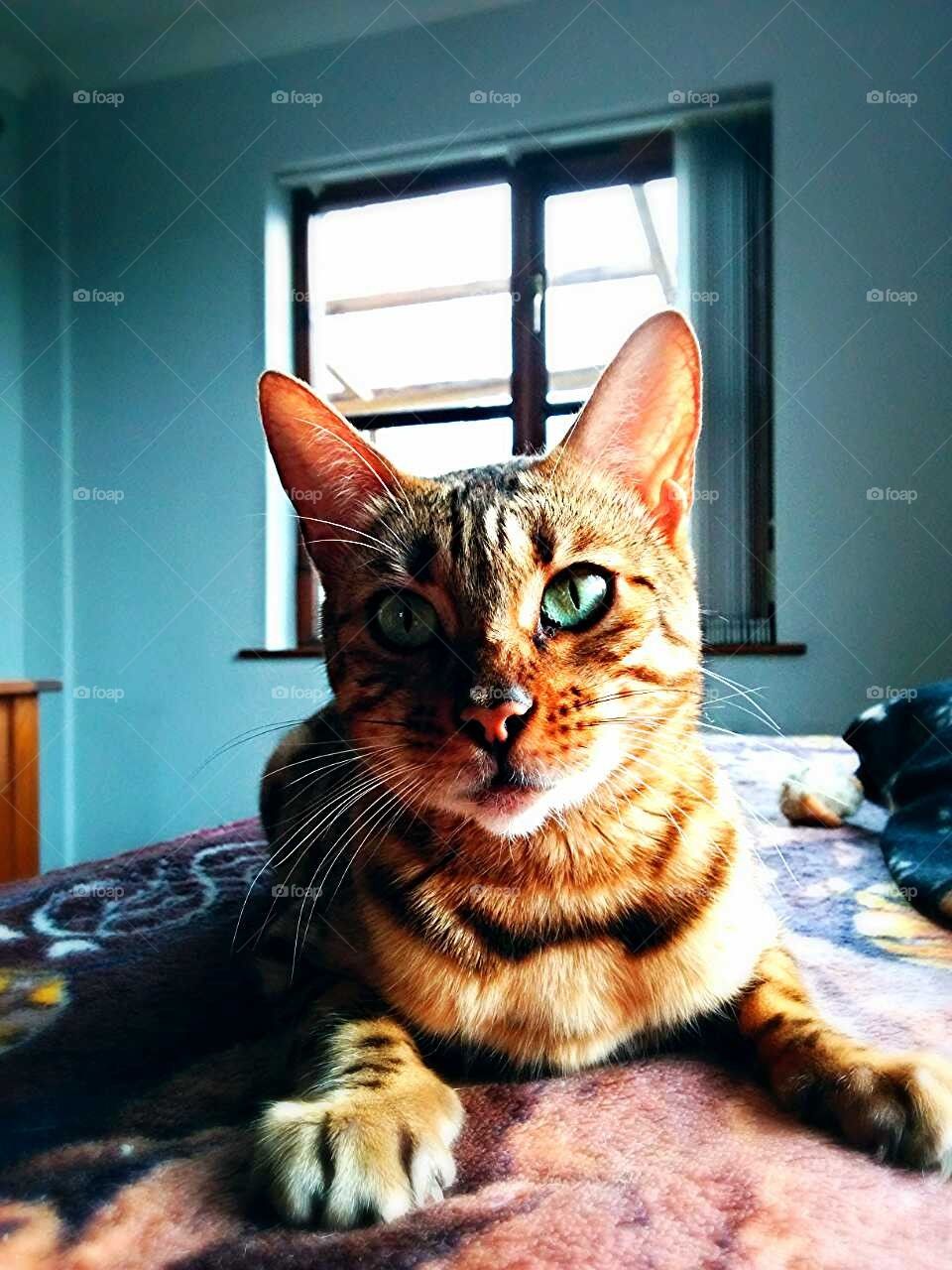 Brown Bengal