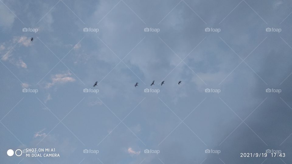 birds going to there home at evening