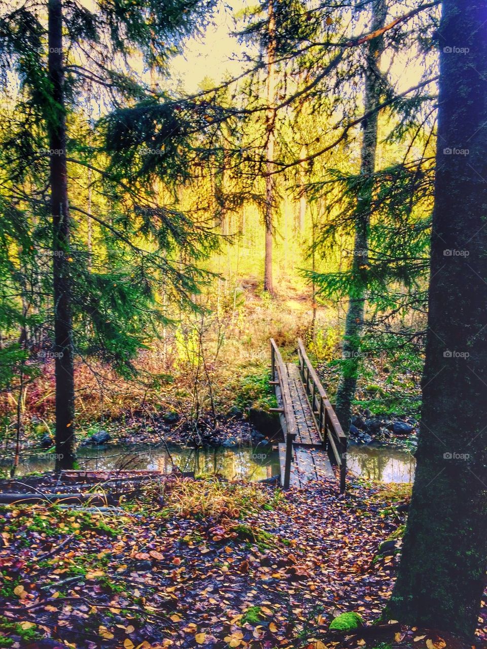 Scenic view of trees