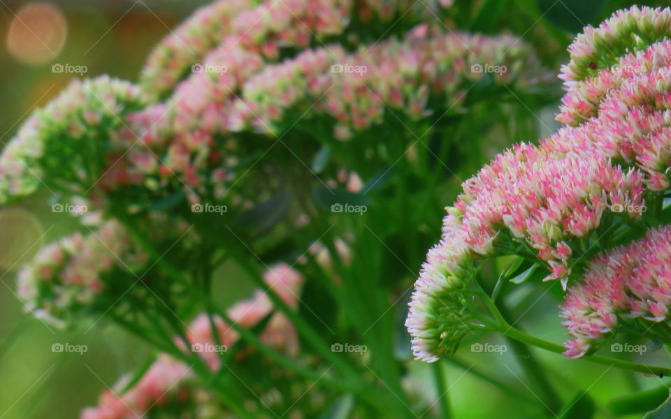 Pink and green flower background 