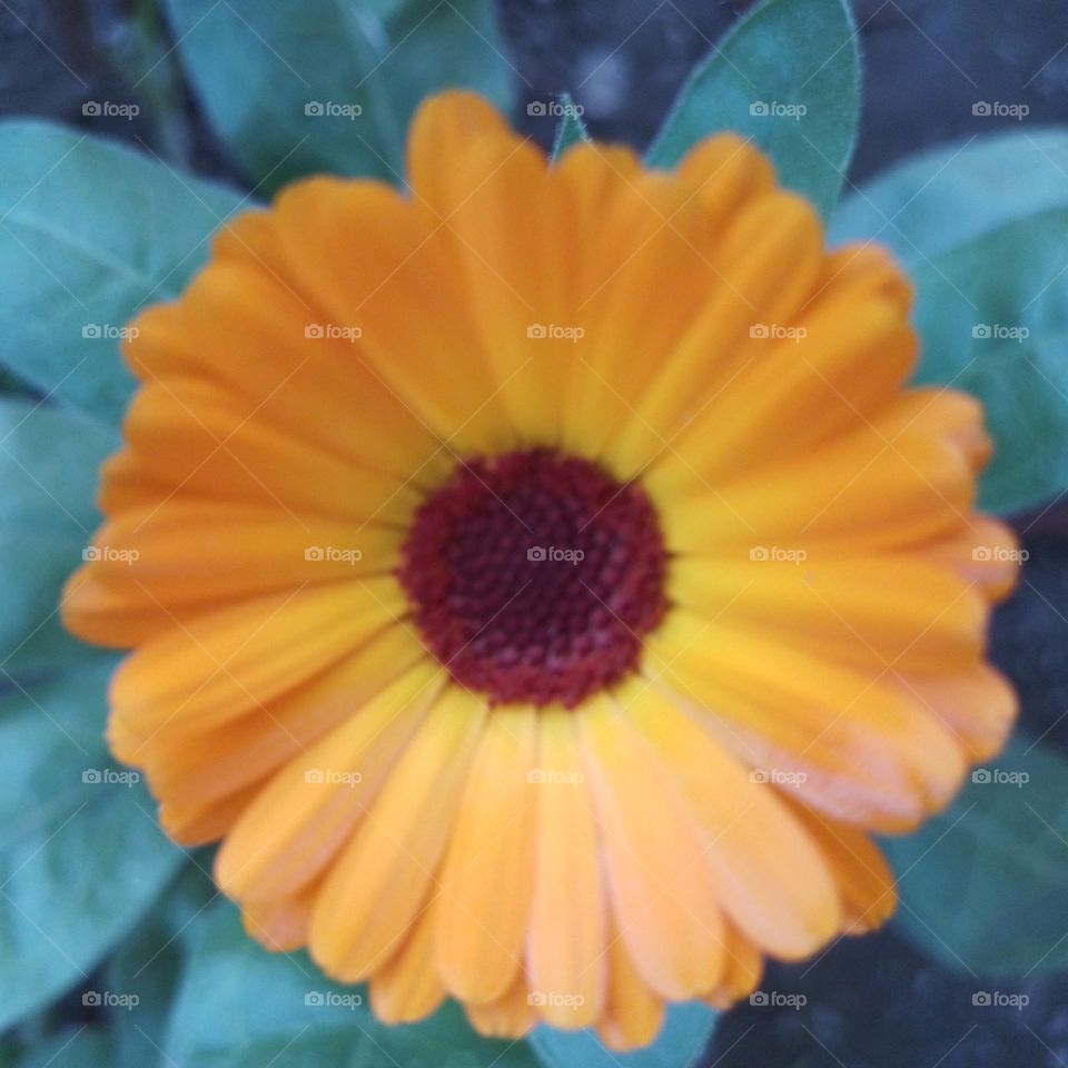 calendula