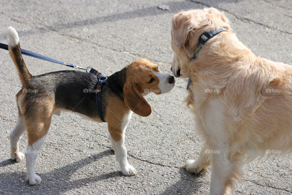 Dogs meeting