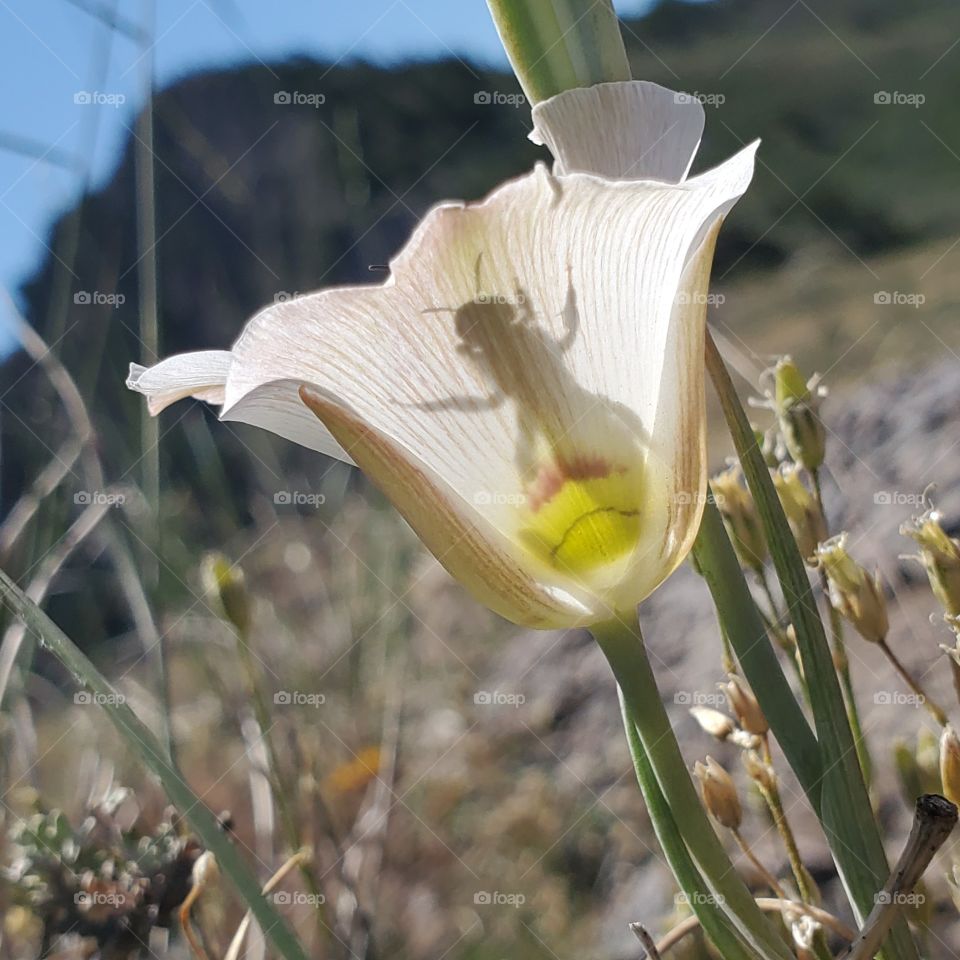 Sego Lily woth a Vistor