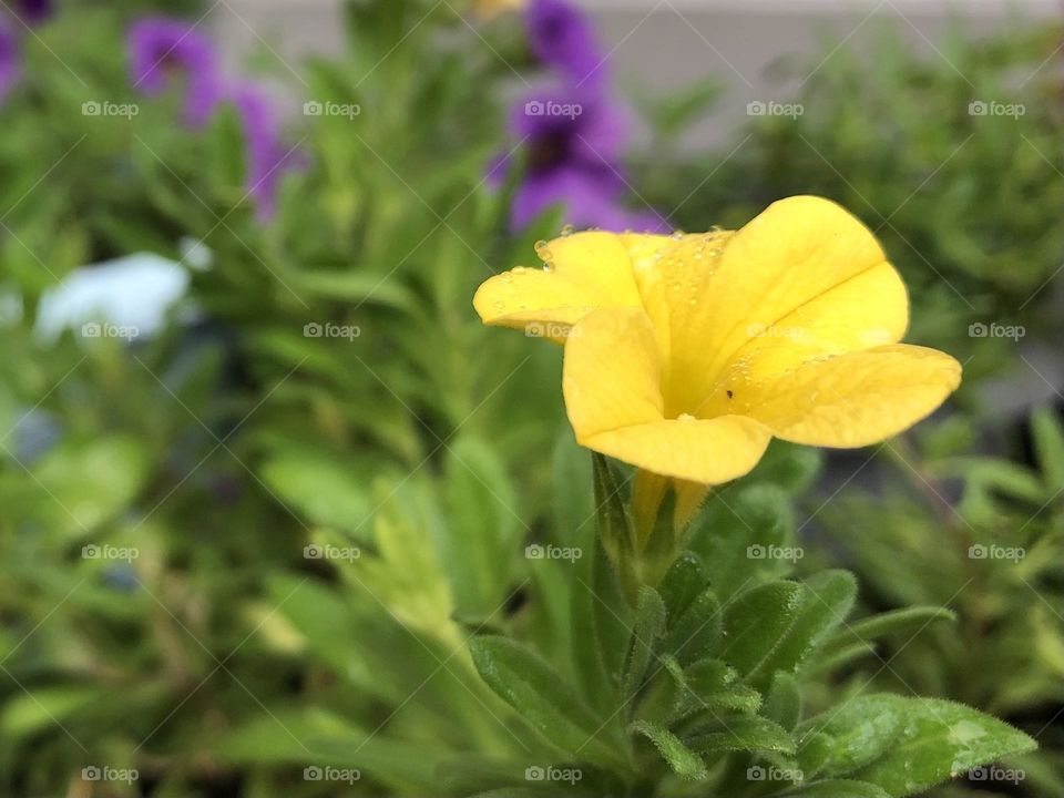 Yellow petunia