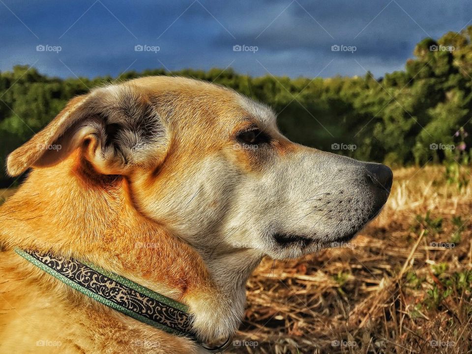 Yellow Lab Retriever