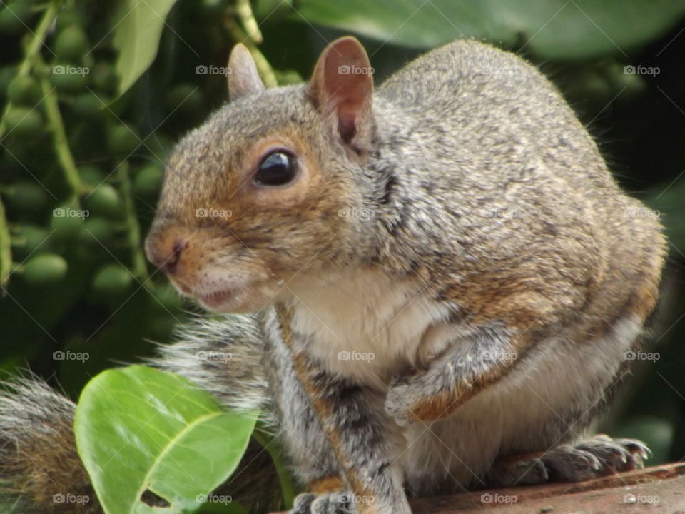 Friendly Squirrel