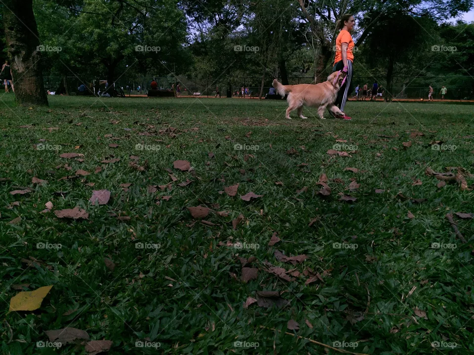 Dog