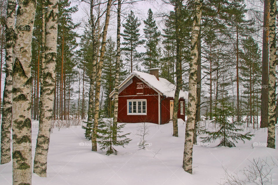 Red house in the forest. 