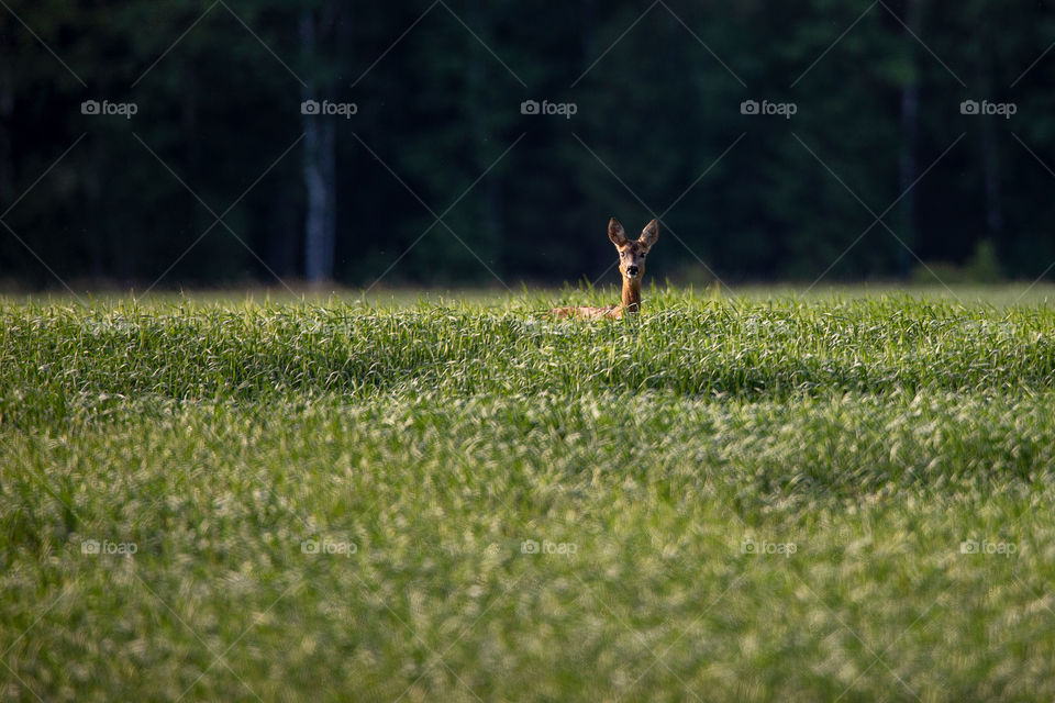 Morning. Fields. Meadows.