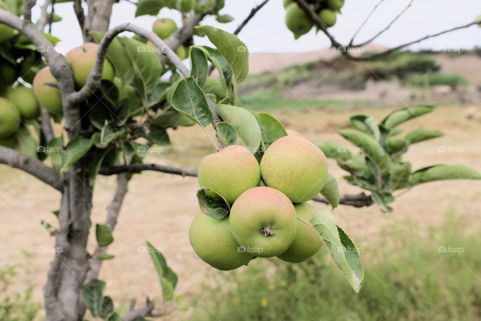 Organic tree cultivation with green and red apples