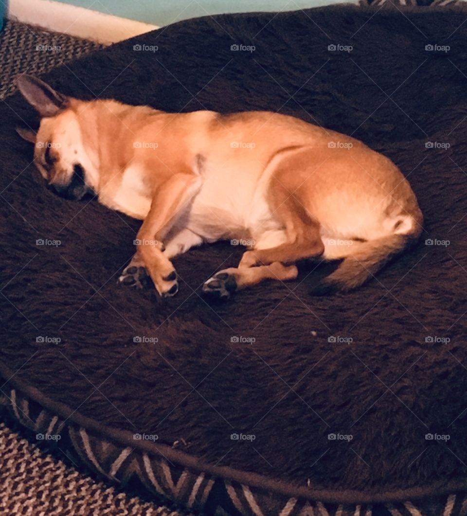 Sleeping doggo 