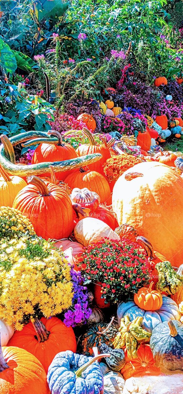 Colorful Flowers and Pumpkins