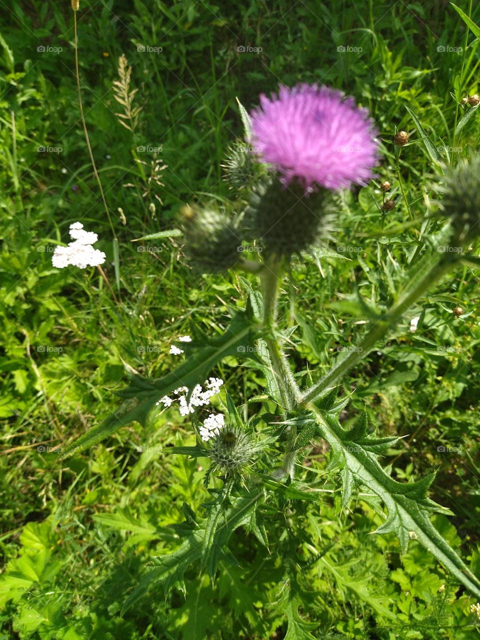 полевые цветы