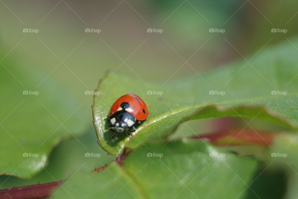 lady bug resting on a leaf
