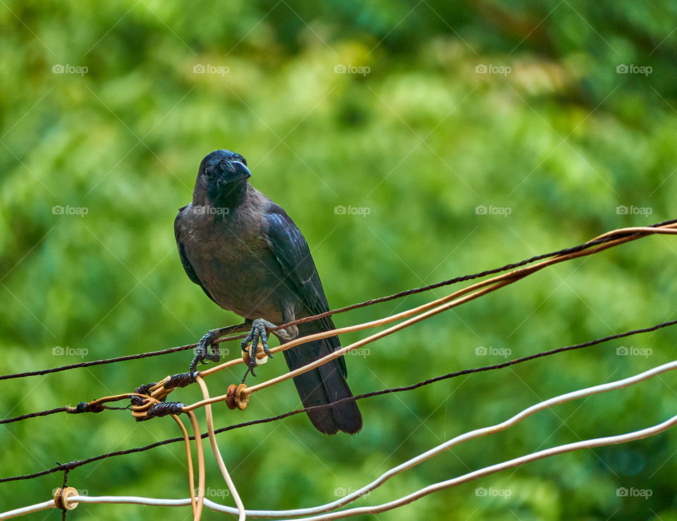 Bird photography  - Indian crow