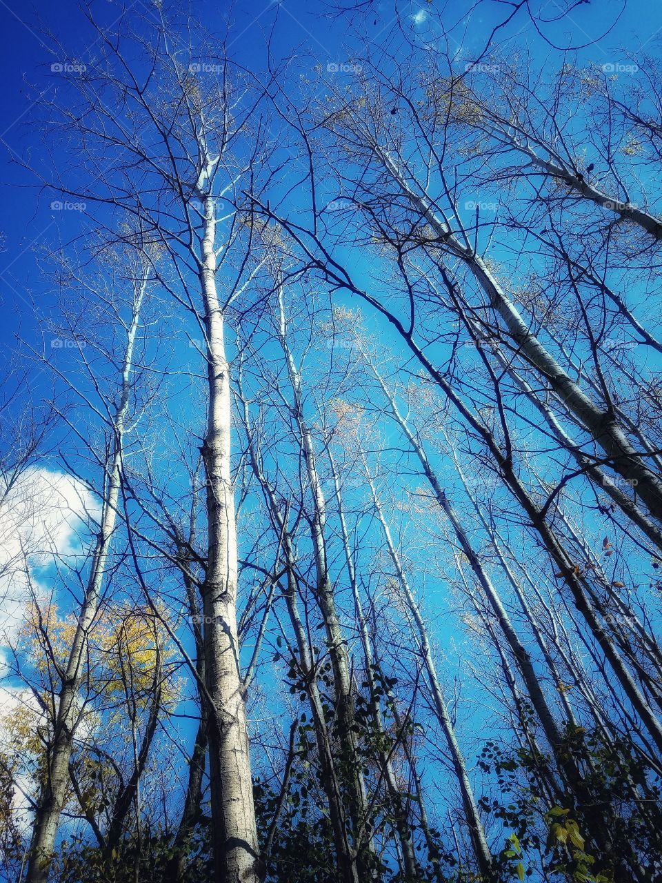 Tall Birch 