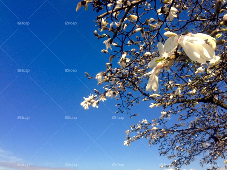 White magnolia one 