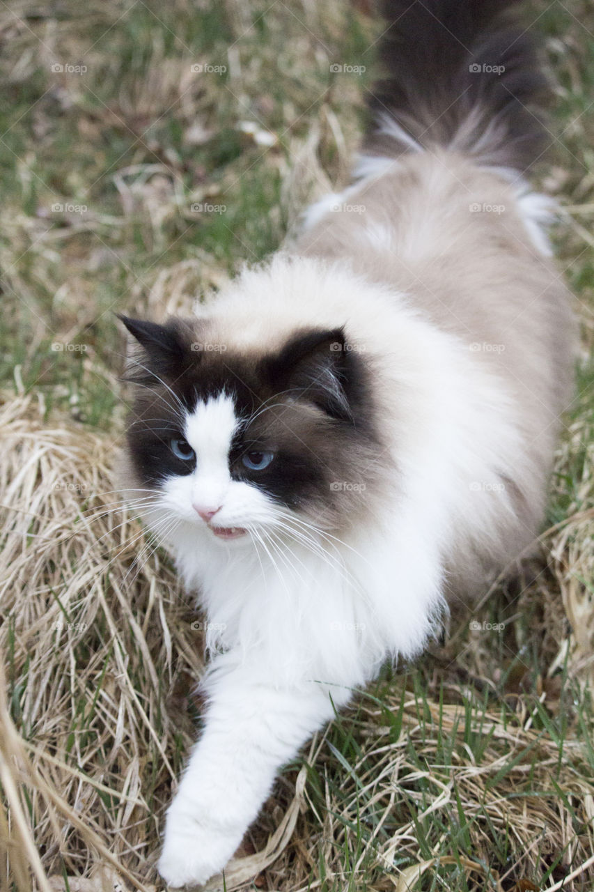 Fluffy cat with blue eyes on the hunt 