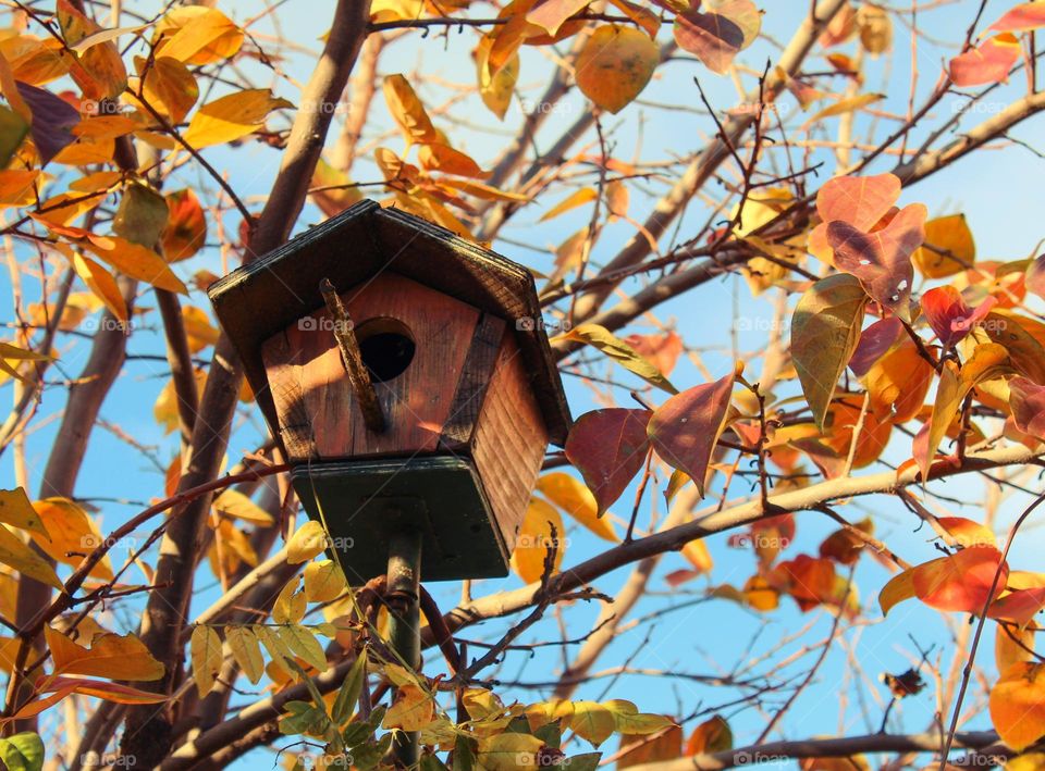 A wooden birdhouse on the branches of a Japanese apple tree decorated with yellow-orange autumn leaves