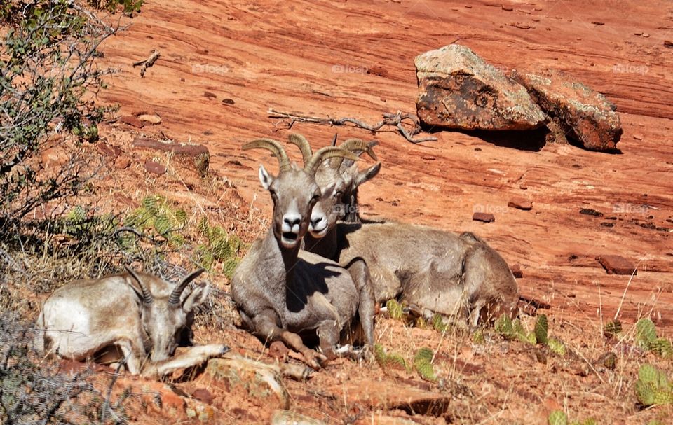 Surprised Big Horn Sheep