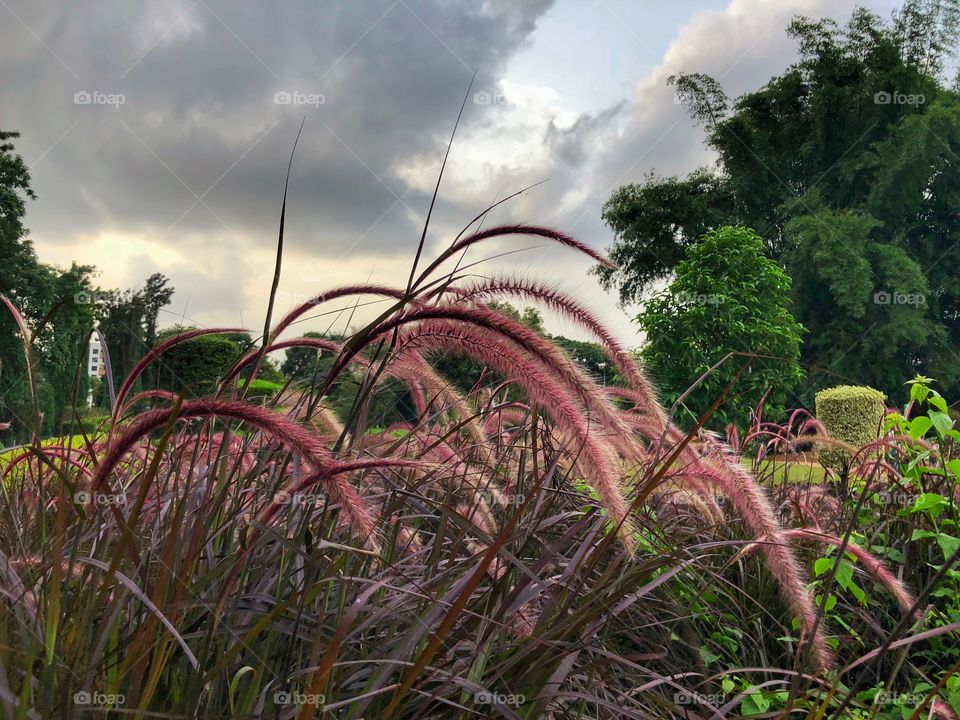 Walking in the plant and admiring the nature around me.
