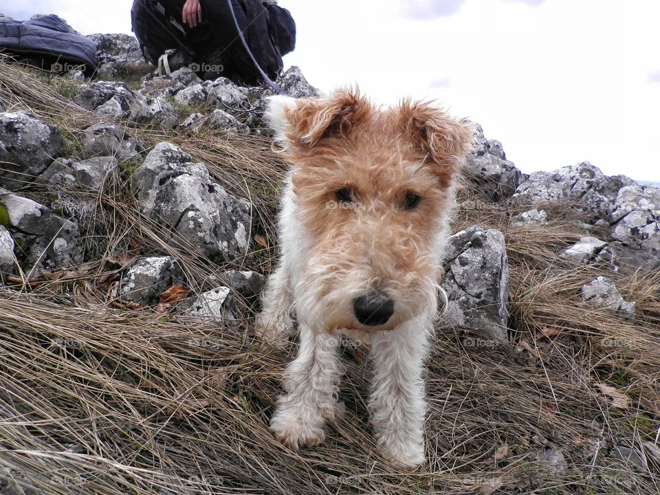 Close-up of dog on rock