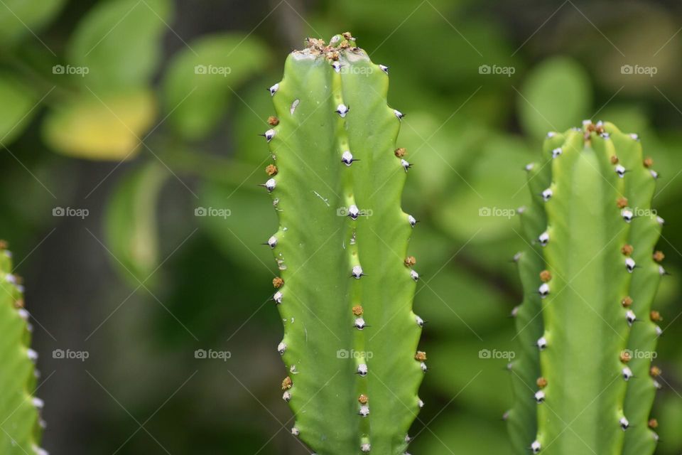 Cereus jamacaru, known as mandacaru or cardeiro, is a cactus native to central and eastern Brazil. It often grows up to 6 metres high. A thorn-less kind is used for animal feed.