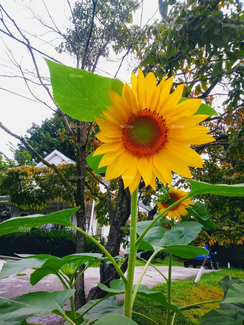 sunflower