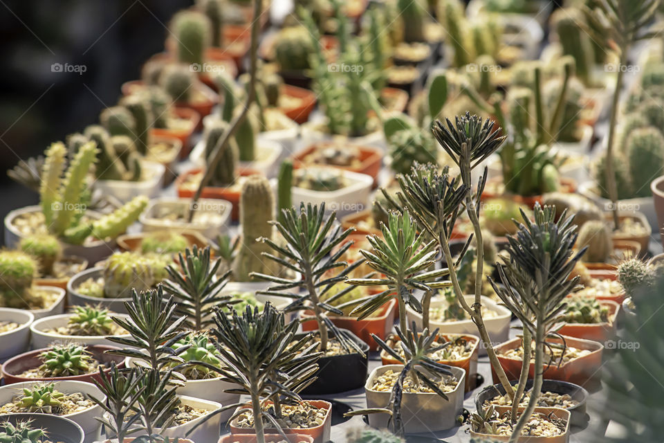 Many Small Cactus For decorative plant on table.