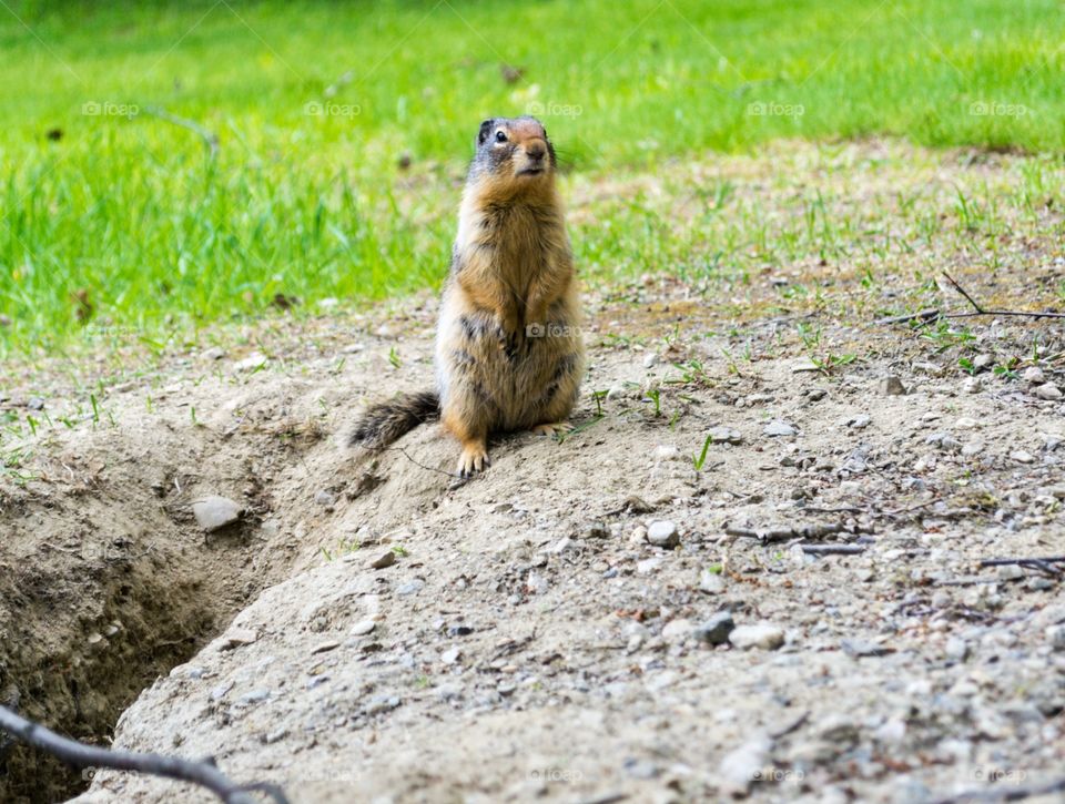 Ground hog prairie dog in Canada's Rocky Mountain meadow 