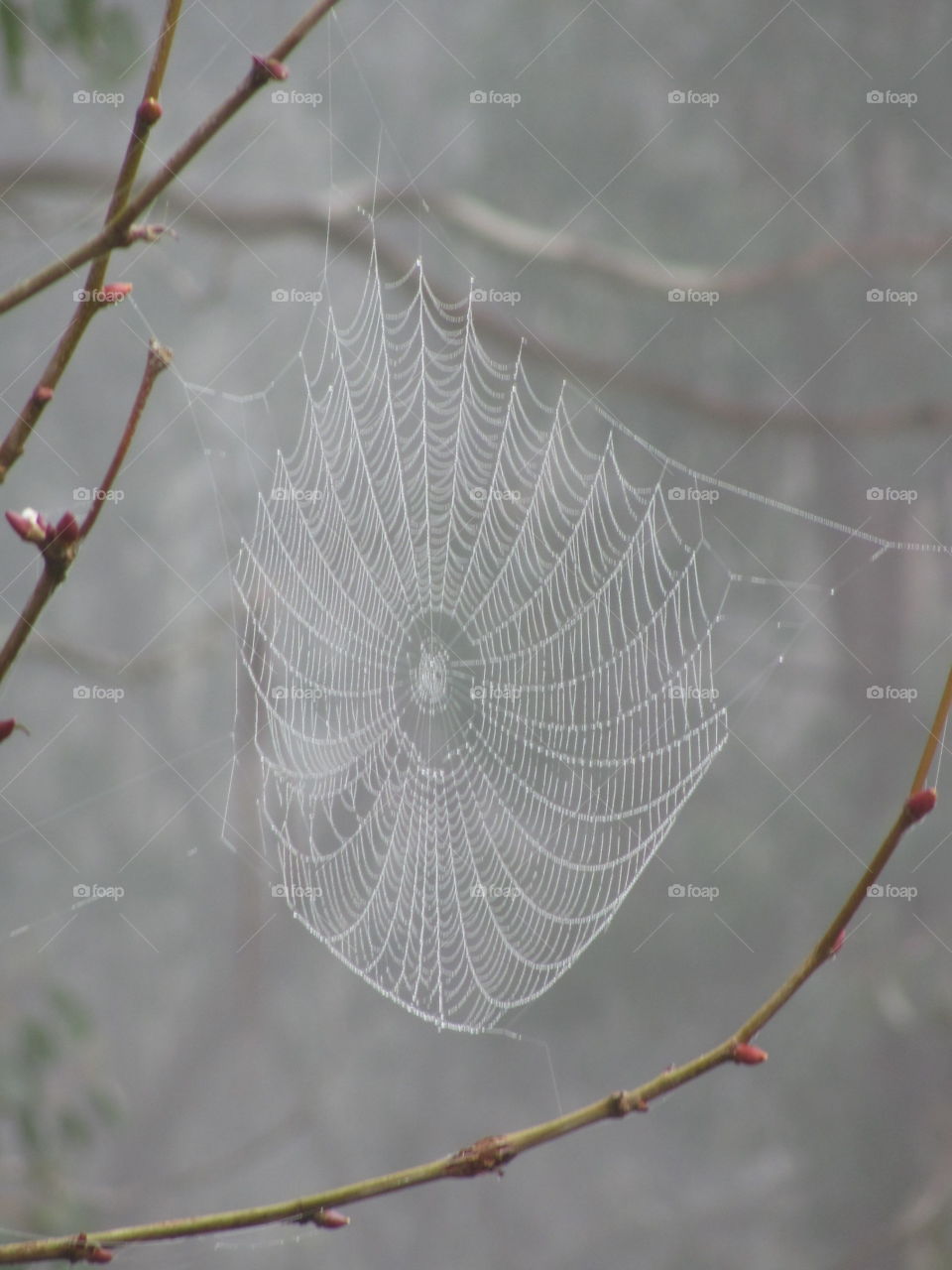 Spiderweb 