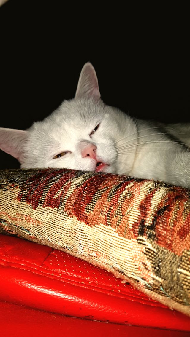 cat Amur