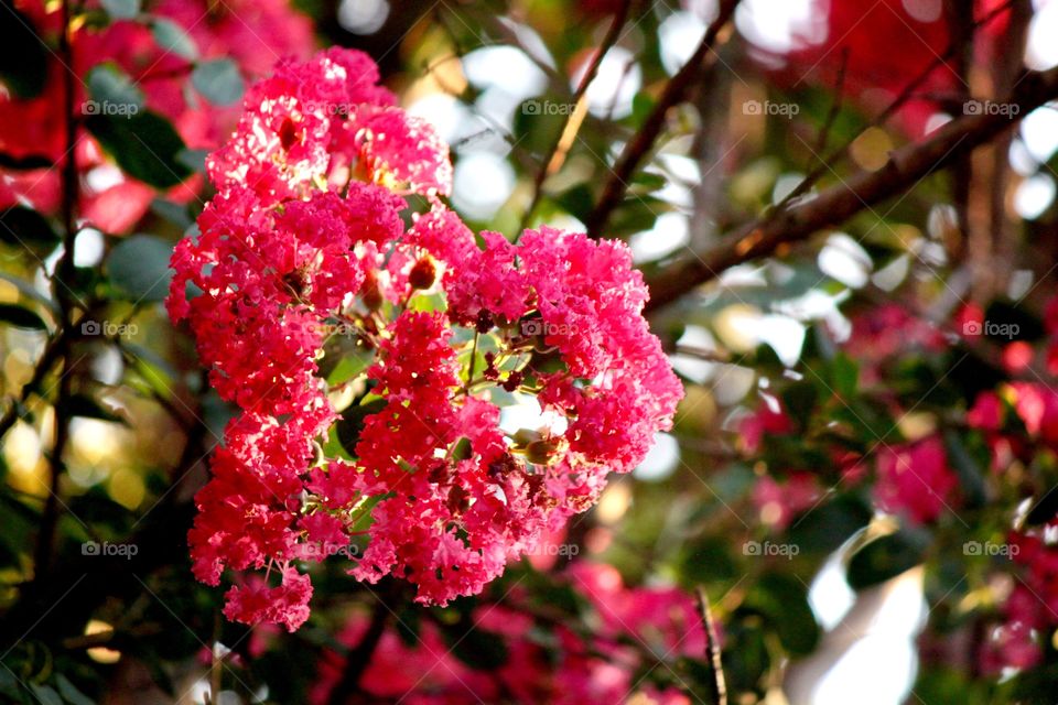 Crepe Myrtle Closeup 