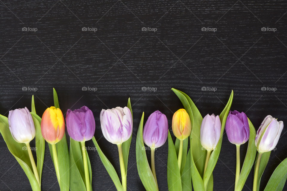 colorful spring tulips on a black empty copy space background