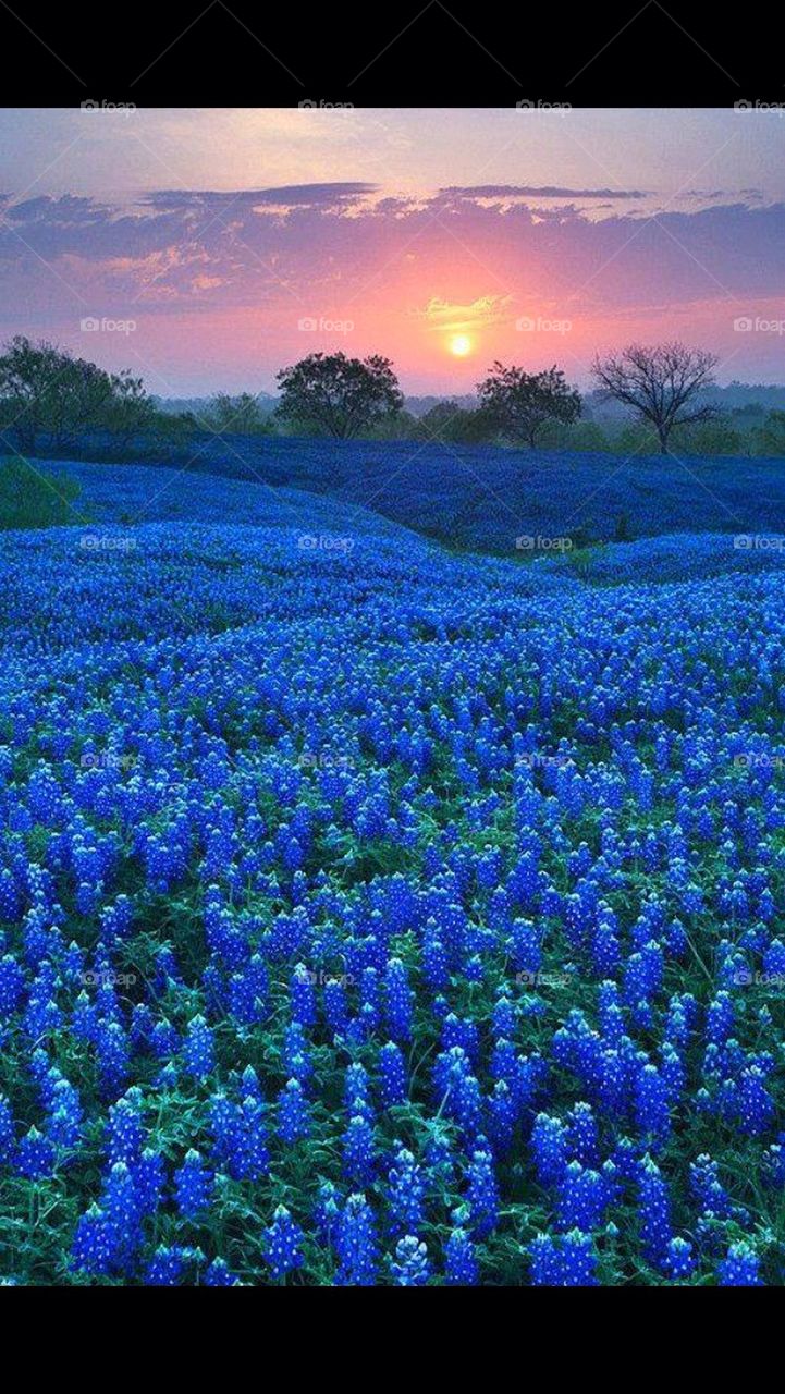 Texas bluebonnet 