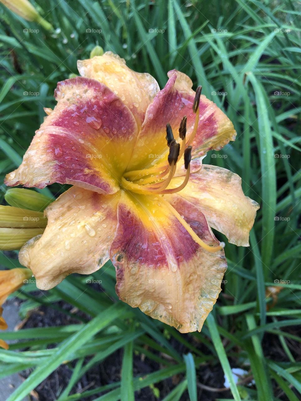 Ditch lily after rain