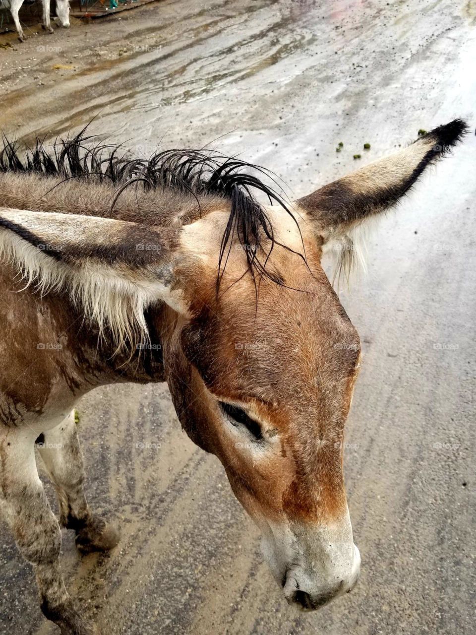 wild donkey on Arizona