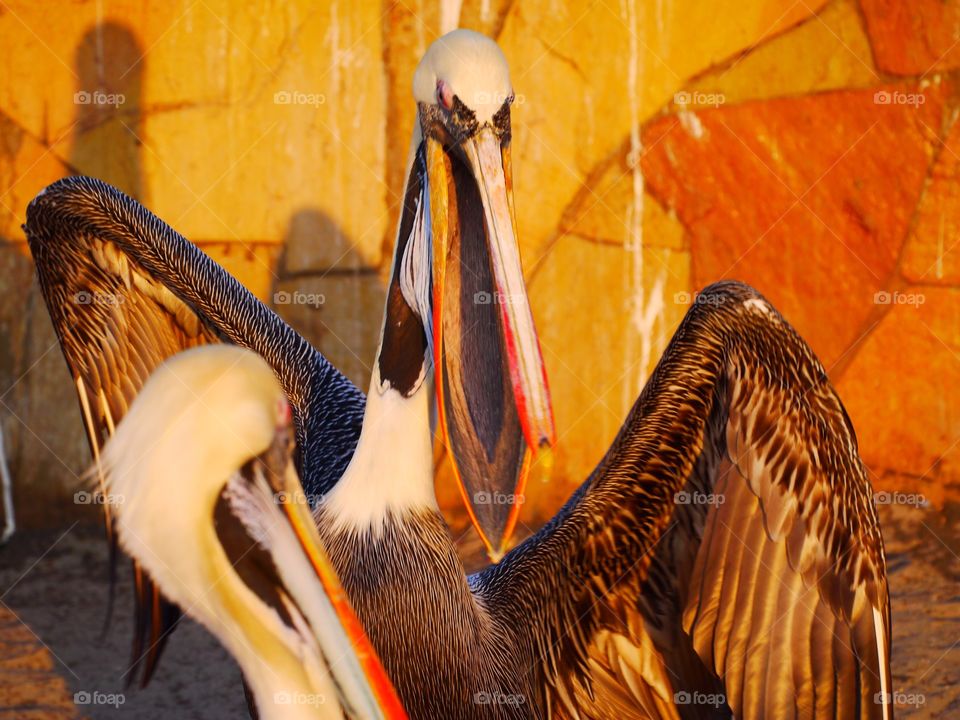 Close-up of pelican