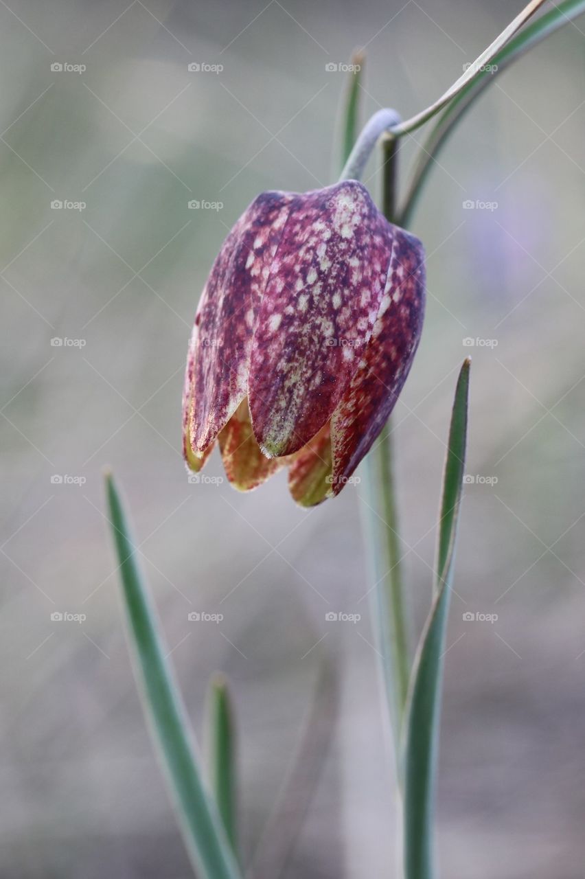 Fritillaria orientalis