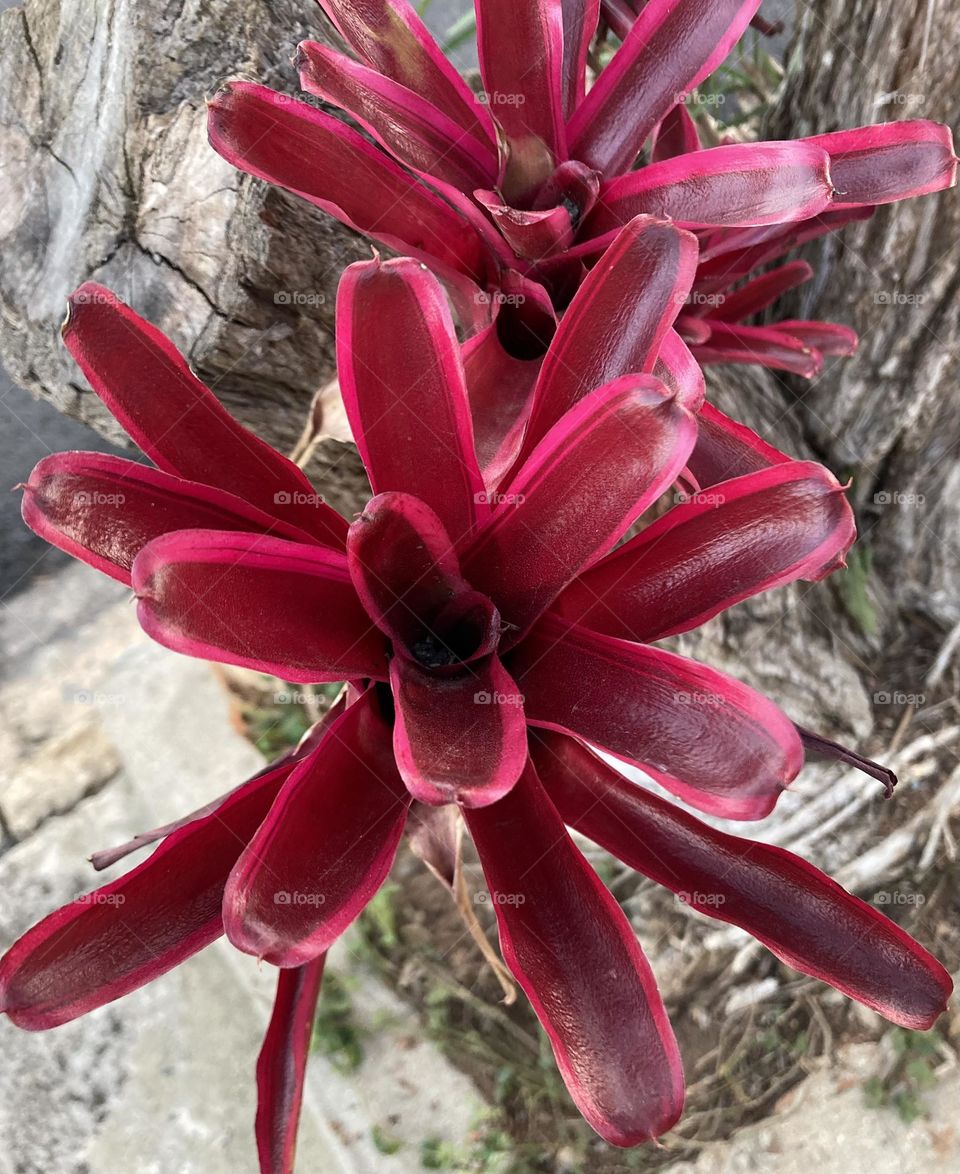 🌹 🇺🇸 Very beautiful flowers to brighten our day.  Live nature and its beauty. Did you like the delicate petals? / 🇧🇷 Flores muito bonitas para alegrar nosso dia. Viva a natureza e sua beleza. Gostaram das pétalas delicadas? 